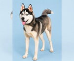 Small Siberian Husky