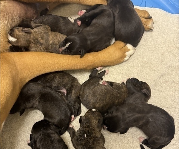 Medium Photo #2 Boxer Puppy For Sale in NEW LONDON, IA, USA