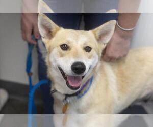 Mutt Dogs for adoption in Mountain Home, AR, USA