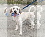 Small #2 Poodle (Miniature) Mix