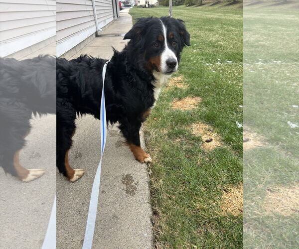 Medium Photo #4 Bernese Mountain Dog Puppy For Sale in Fort Wayne, IN, USA