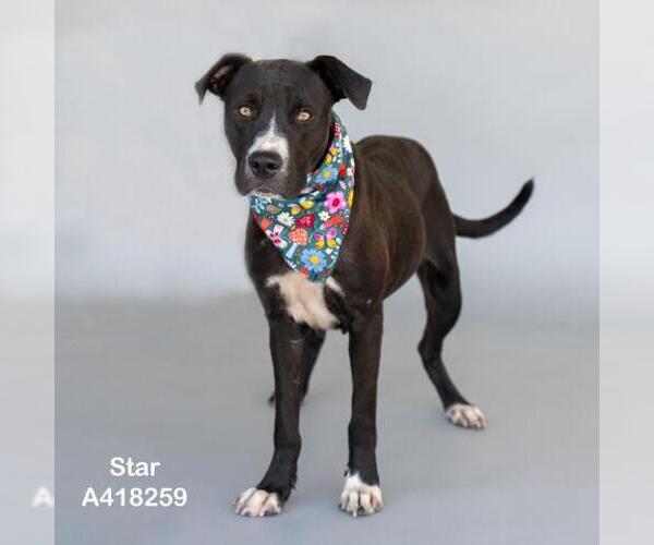 Medium Photo #2 American Pit Bull Terrier-Labrador Retriever Mix Puppy For Sale in Conroe, TX, USA
