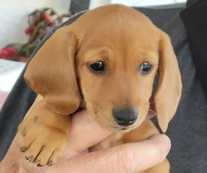 Dachshund Puppy for sale in PARRISH, FL, USA