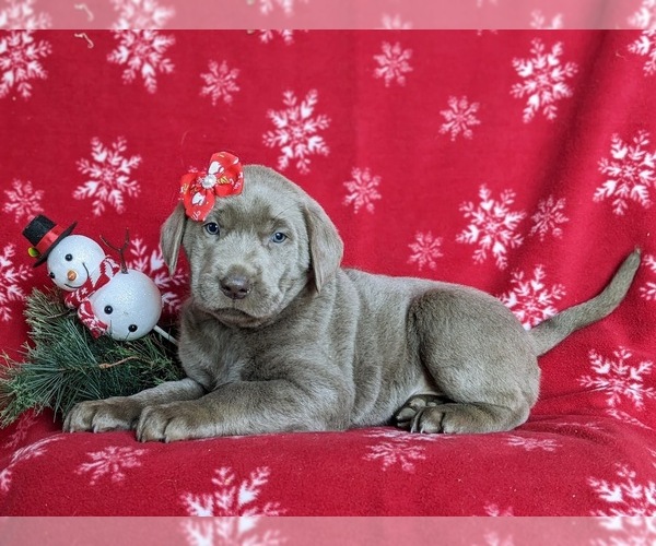 Medium Photo #4 Labrador Retriever Puppy For Sale in NOTTINGHAM, PA, USA