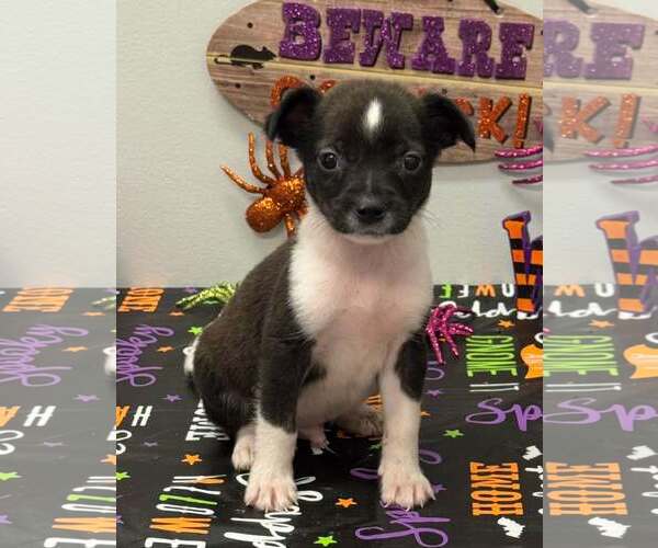 Medium Photo #1 Chiweenie Puppy For Sale in SHERBURNE, NY, USA