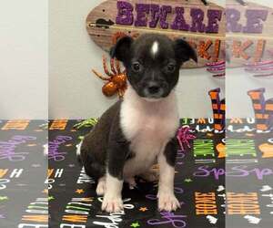 Chiweenie Dogs for adoption in SHERBURNE, NY, USA