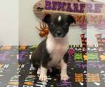 Troy (NY-Sarah) - Male Chiweenie Dog for Adoption - Small photo