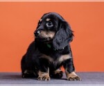 Small Photo #49 Dachshund Puppy For Sale in CROWLEY, TX, USA