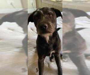 Mutt Dogs for adoption in San Antonio, TX, USA