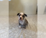 Small Photo #4 Bulldog Puppy For Sale in ORRVILLE, OH, USA