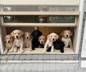 Labrador Retriever Litter for sale in ARLINGTON, TX, USA