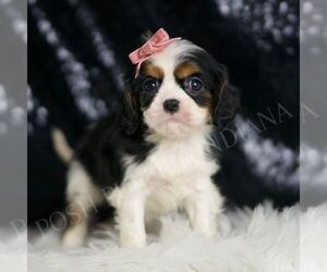 Cavalier King Charles Spaniel Puppy for sale in WARSAW, IN, USA