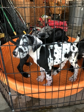 Medium Photo #6 Great Dane Puppy For Sale in FONTANA, CA, USA