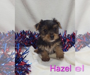 Yorkshire Terrier Puppy for sale in AZLE, TX, USA