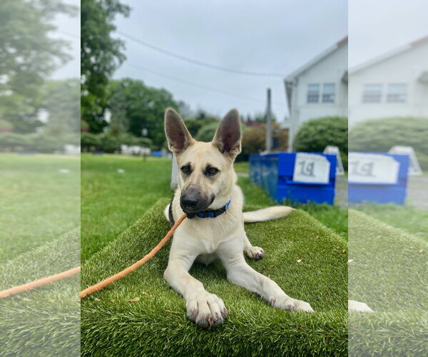 Medium Photo #3 German Shepherd Dog-Unknown Mix Puppy For Sale in Rockaway, NJ, USA
