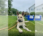 Small #2 German Shepherd Dog Mix