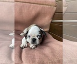 Small #1 Pug