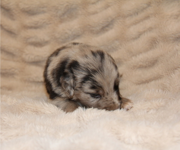 Medium Photo #18 Australian Retriever Puppy For Sale in STEWART, MS, USA