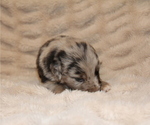 Small #17 Australian Retriever