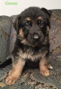 Medium Photo #15 German Shepherd Dog Puppy For Sale in COLETA, IL, USA