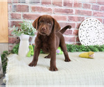 Small #5 Labrador Retriever