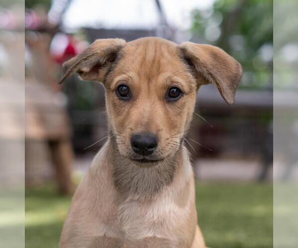 Medium Photo #7 Labrador Retriever-Unknown Mix Puppy For Sale in San Diego, CA, USA