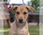 Small #6 Labrador Retriever Mix