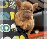Small Photo #4 French Bulldog Puppy For Sale in BARNESVILLE, GA, USA