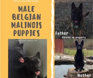 Belgian Malinois Puppy for sale in CONYERS, GA, USA