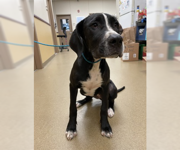 Medium Photo #1 Great Dane-Unknown Mix Puppy For Sale in Woodbury, NY, USA