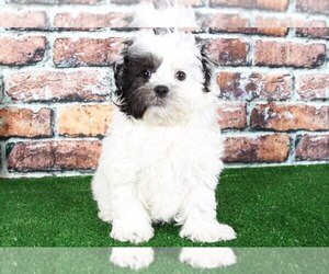 Unknown-Zuchon Mix Puppy for sale in BEL AIR, MD, USA