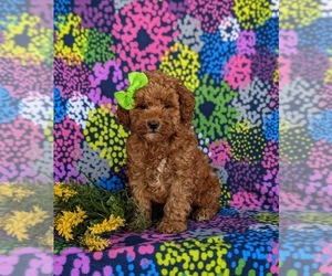 Goldendoodle (Miniature) Puppy for Sale in COCHRANVILLE, Pennsylvania USA