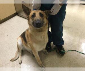 German Shepherd Dog Dogs for adoption in Riverside, CA, USA