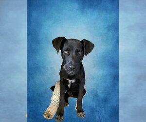 Labrador Retriever-Unknown Mix Dogs for adoption in Riverside, CA, USA
