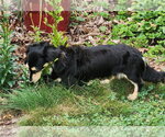 Small #7 Dachshund
