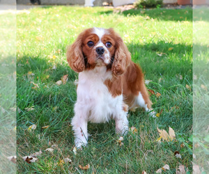 Father of the Cavalier King Charles Spaniel puppies born on 07/17/2025
