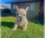 Small #2 French Bulldog