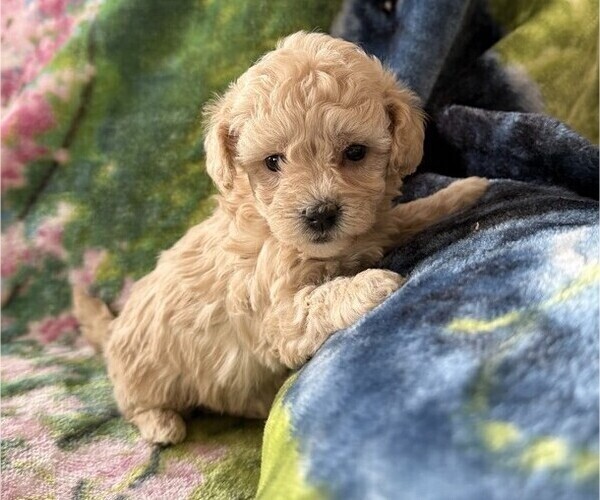 Medium Photo #3 Poodle (Miniature) Puppy For Sale in THORP, WI, USA