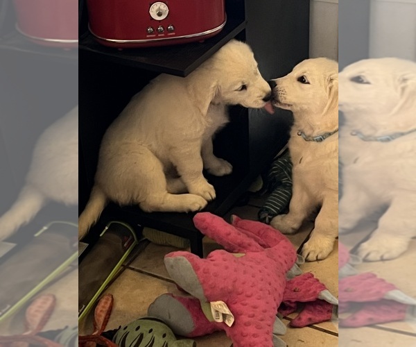Medium Photo #5 Golden Retriever Puppy For Sale in WILTON, CA, USA