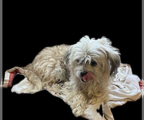 Medium Photo #1 Havashu Puppy For Sale in Pottstown, PA, USA