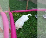 Small Photo #3 Labrador Retriever Puppy For Sale in PILOT, VA, USA