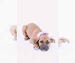 Small #10 American Staffordshire Terrier-Boxer Mix