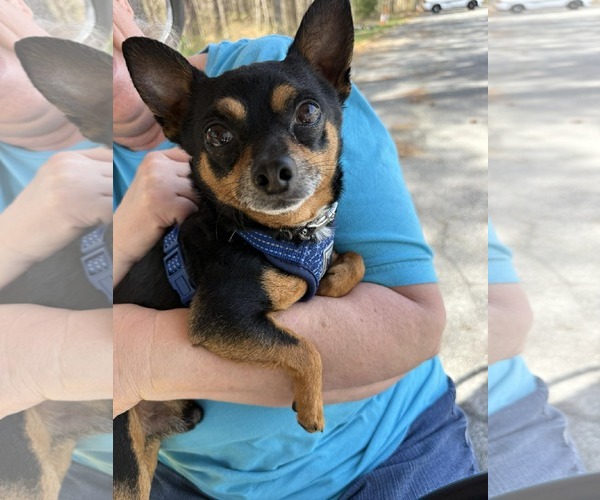 Medium Photo #1 Chihuahua Puppy For Sale in Berlin, MD, USA