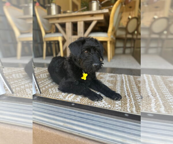 Medium Photo #10 Poodle (Standard)-Unknown Mix Puppy For Sale in Sandy, UT, USA