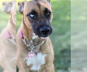 Sedona - Female Labrador Retriever-Unknown Mix Dog for Adoption - Photo #20
