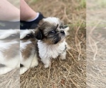 Small Photo #73 Shih Tzu Puppy For Sale in VENETA, OR, USA