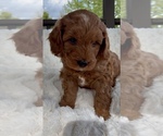 Puppy Arthur Goldendoodle mix (+ Poodle Miniature)