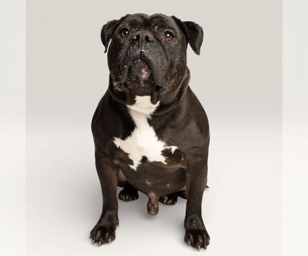 Medium Photo #1 American Bulldog-Unknown Mix Puppy For Sale in Rowlett, TX, USA