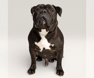 American Bulldog-Unknown Mix Dogs for adoption in Rowlett, TX, USA