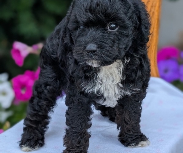 Medium Photo #11 Maltipoo (Toy) Puppy For Sale in GOSHEN, IN, USA